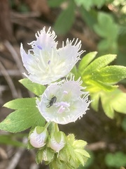 Phacelia fimbriata
