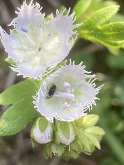 Phacelia fimbriata