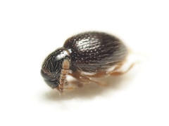 Brachycepsis subpunctatus