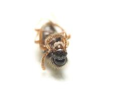 Brachycepsis subpunctatus
