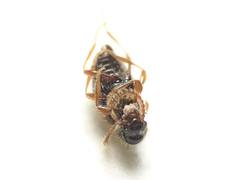 Brachycepsis subpunctatus