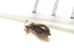 Brachycepsis subpunctatus