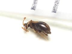 Brachycepsis subpunctatus