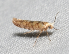 Argyresthia alternatella