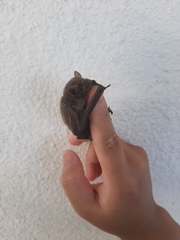 Pipistrellus abramus