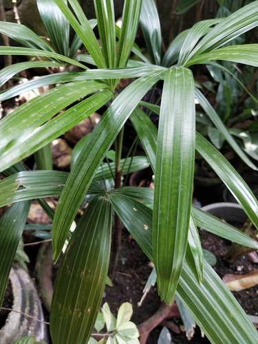 Rhapis excelsa iNat (3)
