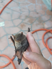 Pipistrellus abramus