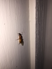 Camponotus festinatus