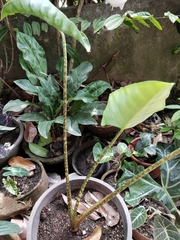 Alocasia zebrina