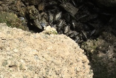 Mytilus californianus