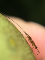 Eukoebelea australiensis