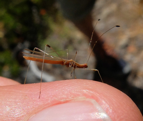 iNaturalist observation photo of Stilt Bugs