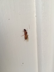 Camponotus festinatus