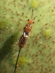 Eukoebelea australiensis