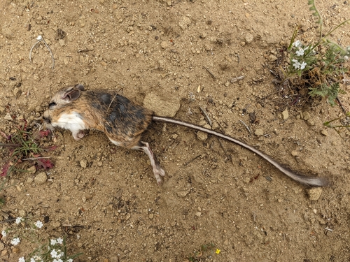 Agile Kangaroo Rat