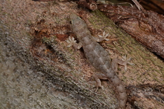 Hemidactylus bowringii