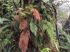 Callistopteris apiifolia