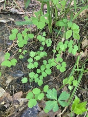 Thalictrum arkansanum
