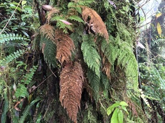 Callistopteris apiifolia