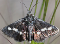 Microhelia angelica