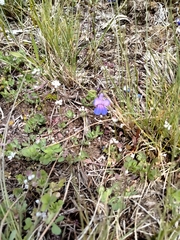 Collinsia grandiflora