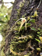 Bulbophyllum drymoglossum
