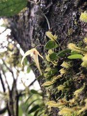 Bulbophyllum drymoglossum