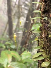 Bulbophyllum drymoglossum