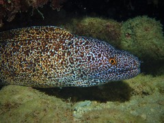 Gymnothorax annasona
