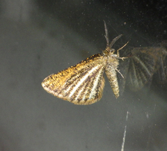 Isturgia limbaria