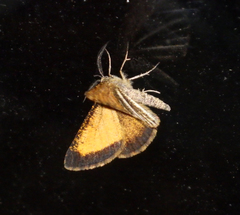 Isturgia limbaria