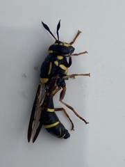 Sphiximorpha willistoni