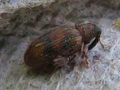 Orchestes steppensis