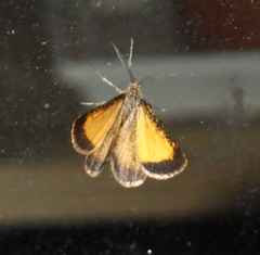 Isturgia limbaria