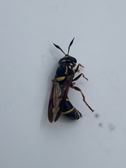 Sphiximorpha willistoni