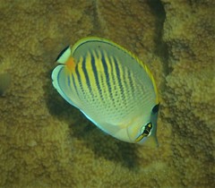 Chaetodon pelewensis