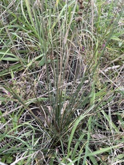 Juncus subsecundus