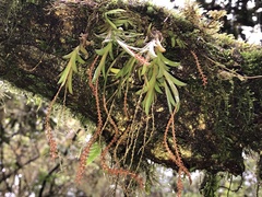 Oberonia arisanensis