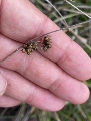 Juncus subsecundus