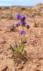 Phacelia popei