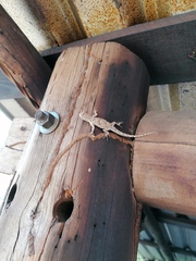 Urosaurus bicarinatus