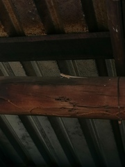 Urosaurus bicarinatus