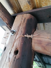 Urosaurus bicarinatus