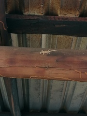 Urosaurus bicarinatus