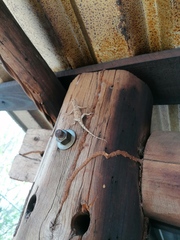 Urosaurus bicarinatus