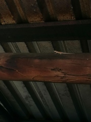 Urosaurus bicarinatus