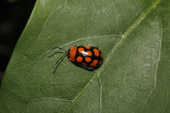 Alagoasa bipunctata perennis