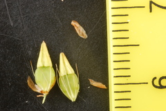 Rhynchospora indianolensis