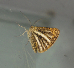 Isturgia limbaria