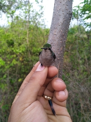 Chlorostilbon gibsoni